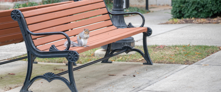 Hood College Name A Squirrel Gift